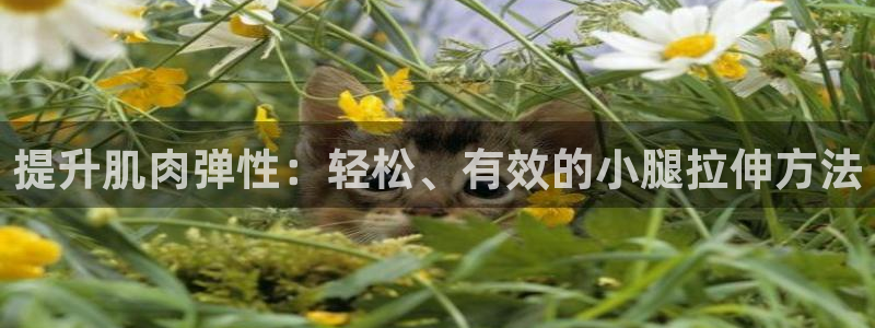 678体育官网下载：提升肌肉弹性：轻松、有效的小腿拉伸方法